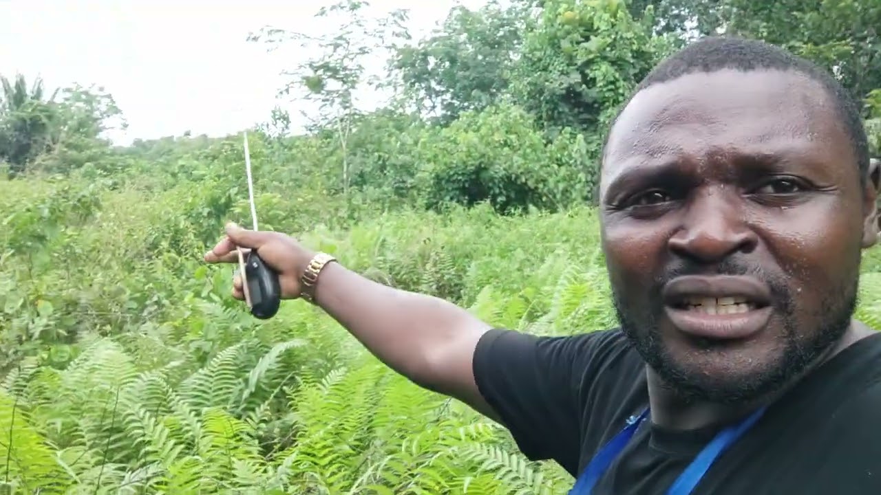 Des essaims d'abeilles partout en Côte d'ivoire.
