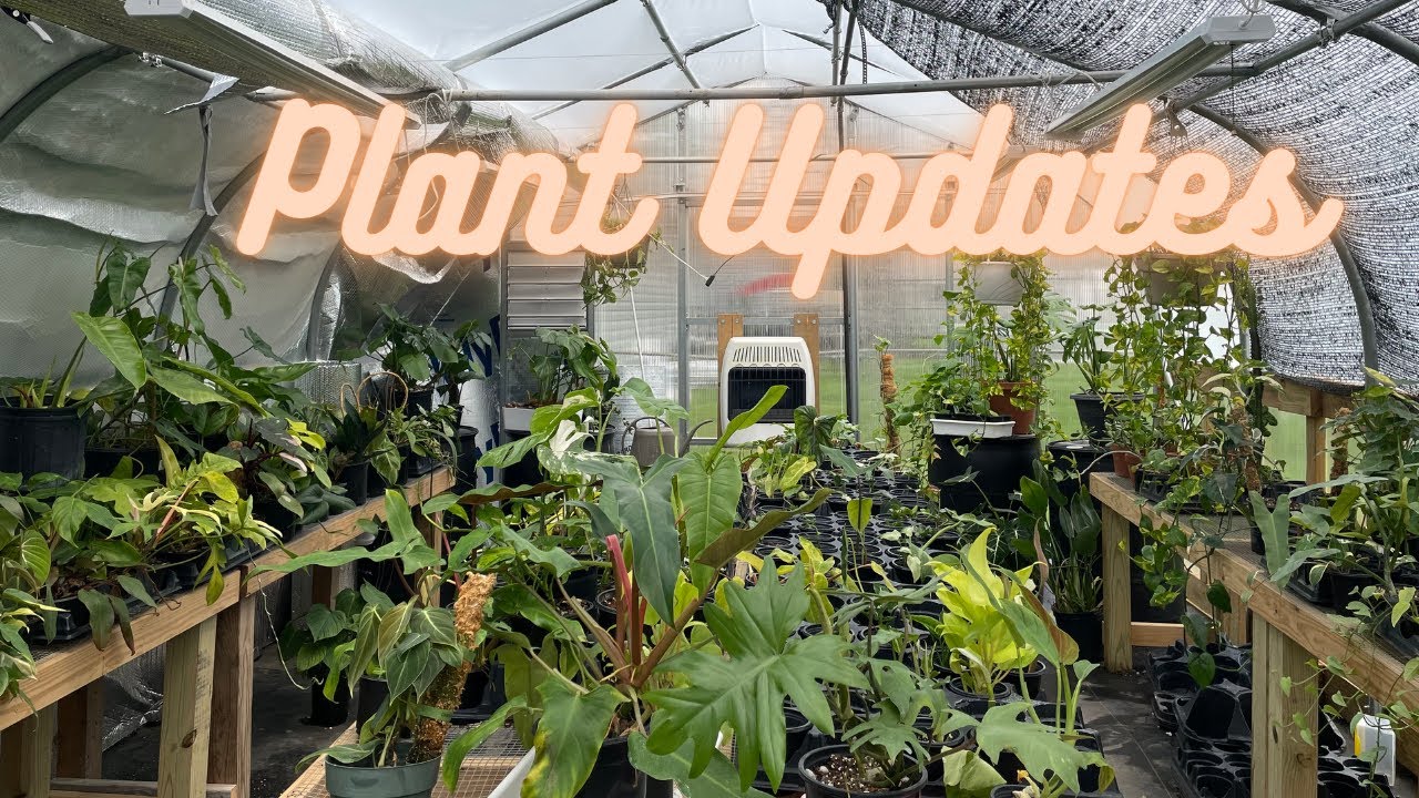 Updates! |Gary, Greenhouse, Jose buono Cuttings, New Leaves