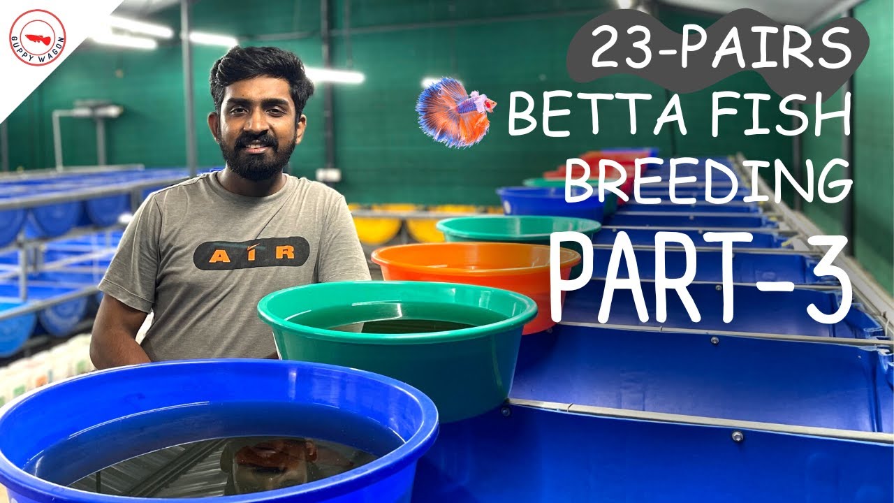 ആയിരക്കണക്കിന് ബീറ്റാ കുഞ്ഞുങ്ങൾ ഇറങ്ങി|Thousands Of Betta Fish|Betta Breeding Part-2|Guppy Wagon