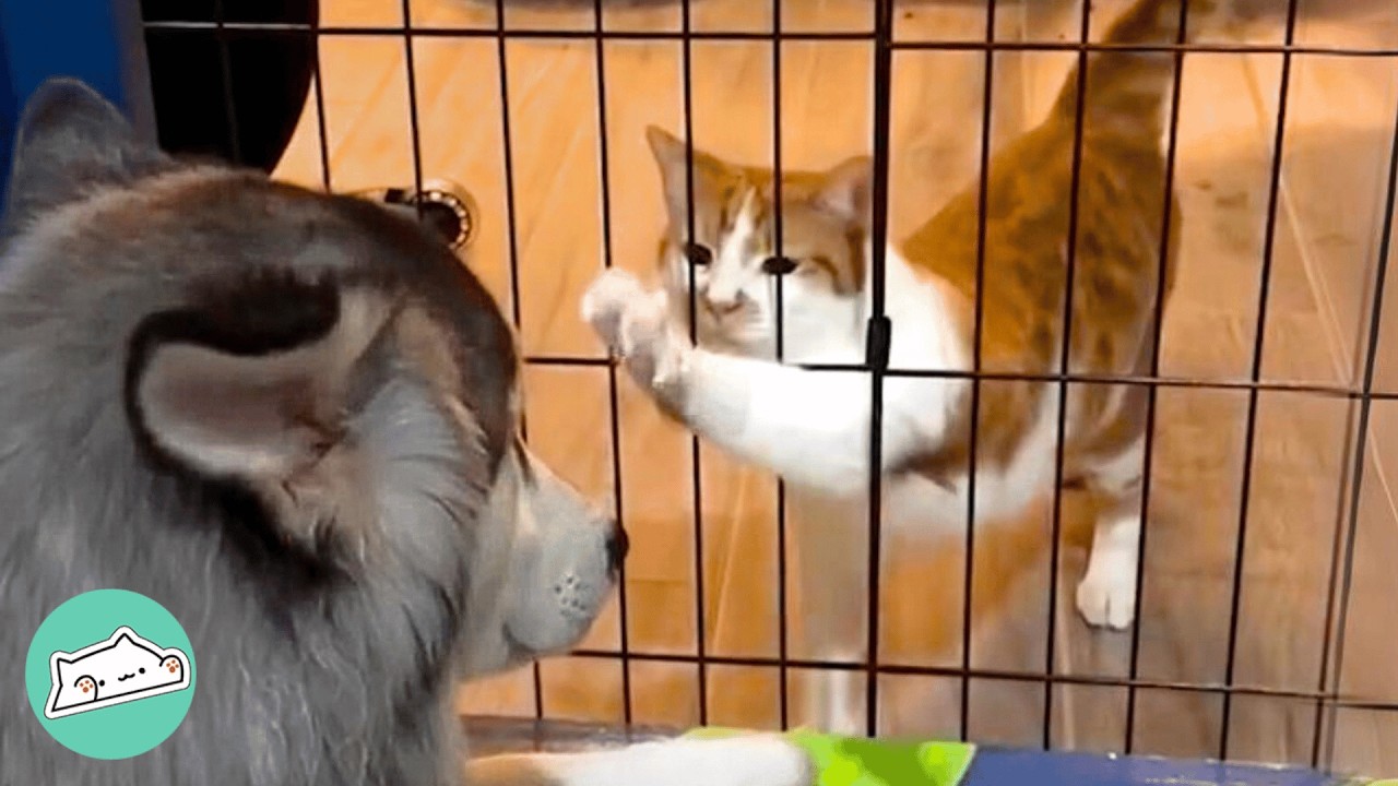 Tiny Kittens Climb Over Gate To Be With Huge Husky | Cuddle Buddies
