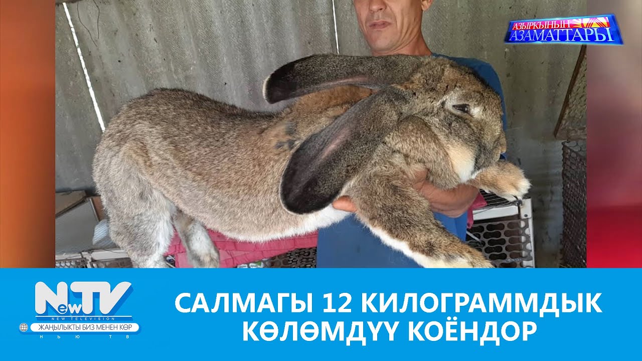 NewTV// САЛМАГЫ 12 КИЛОГРАММДЫК КӨЛӨМДҮҮ КОЁНДОР // АЗЫРКЫНЫН АЗАМАТТАРЫ