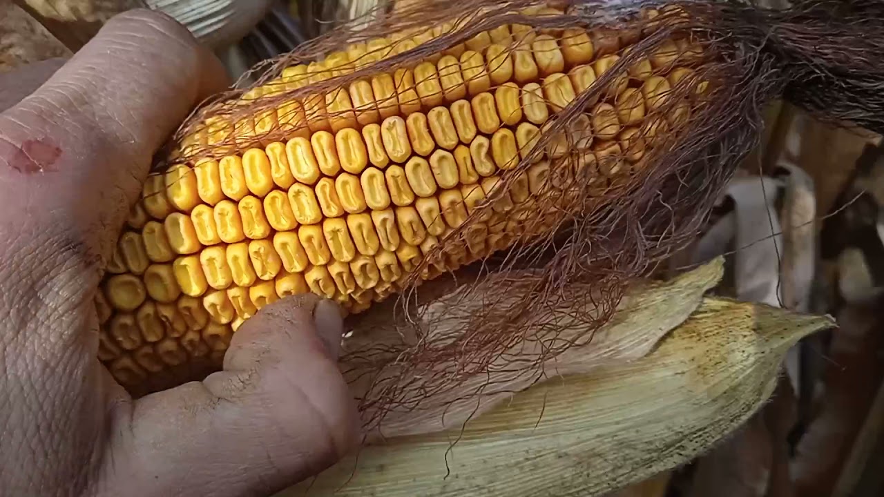 Огляд демо ділянки кукурудзи Сингента