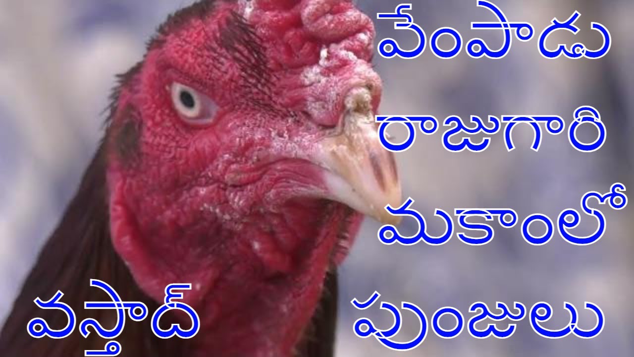 Old line Breeding  in Vempaadu  ll  వేంపాడు రాజుగారి ఓల్డ్ లైన్ పుంజులు  ll  Varma book Agri