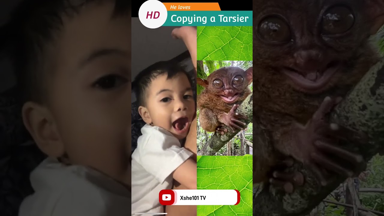 Kid Vs Tarsier ! So much fun  for him