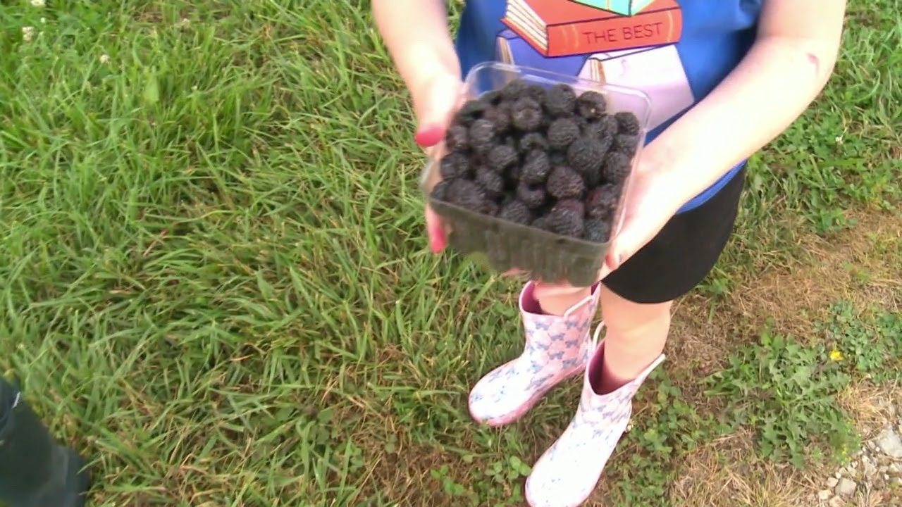 For the first time ever, Eckert's Belleville let visitors pick black raspberries