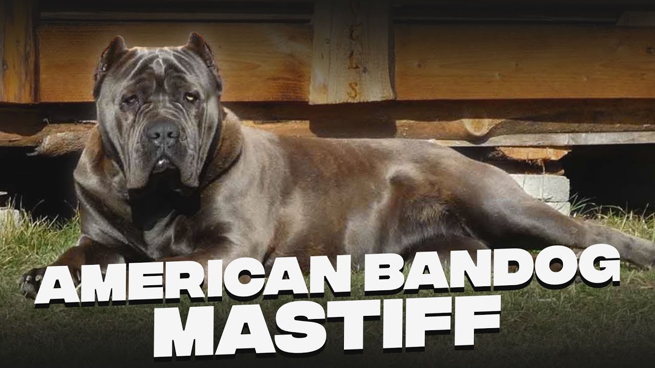 American Bandogge Mastiff: Unveiling The Mystery of Regal Beast