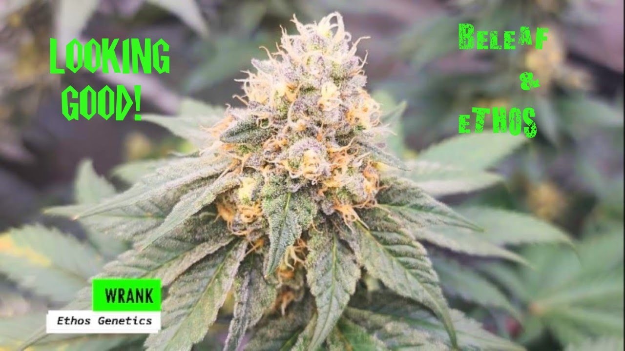 How to grow weed at home!!  Beleaf   Clones are getting big!!