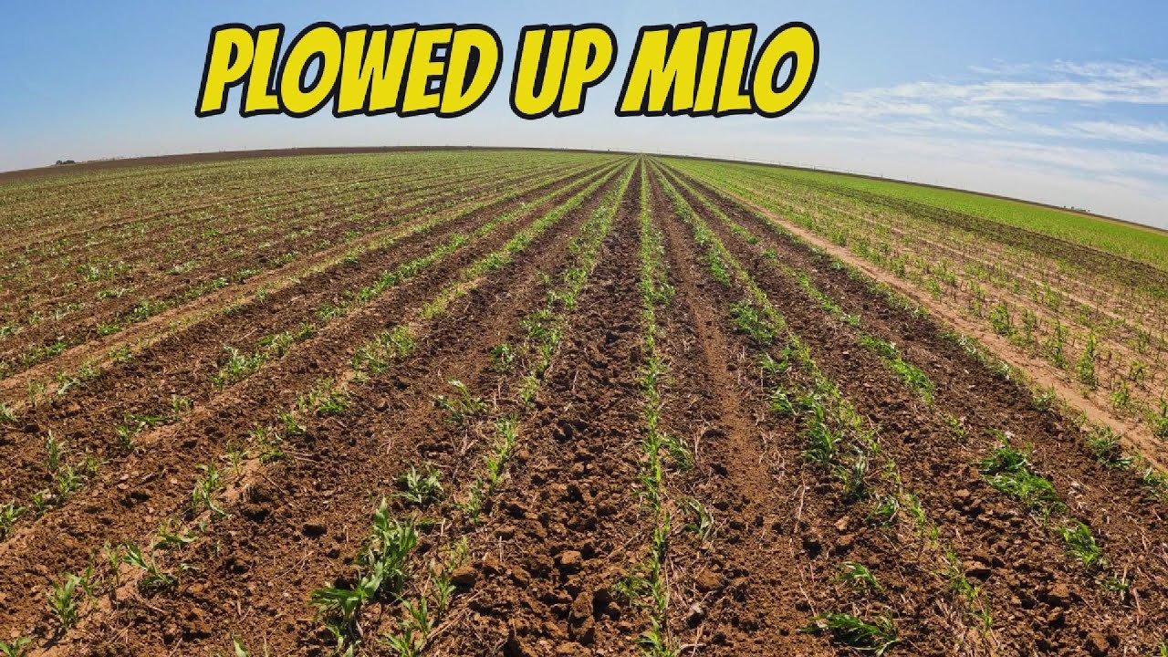 Why Would I Plow My Crop???