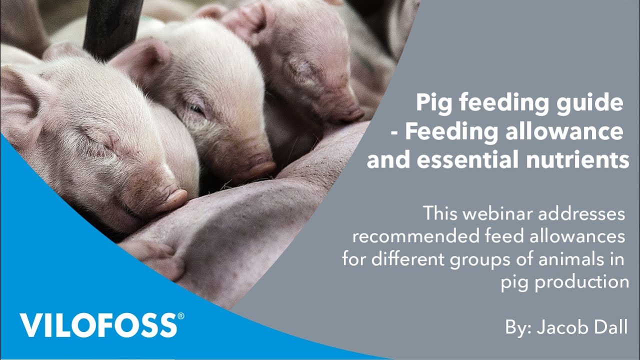 WEBINAR: Pig feeding guide - feeding allowance and essential nutrients