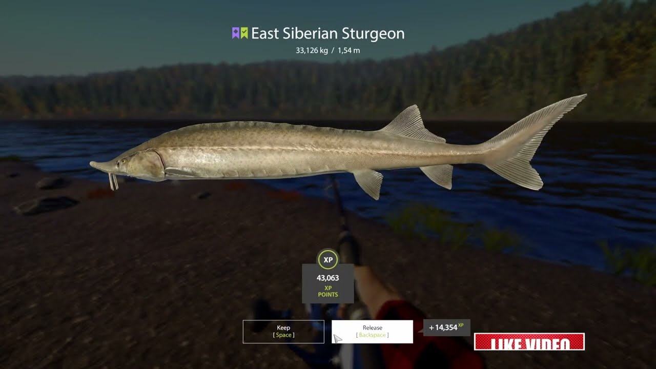 Russian Fishing 4 Sturgeon + float fish Tunguska River SPOT RF4 #55