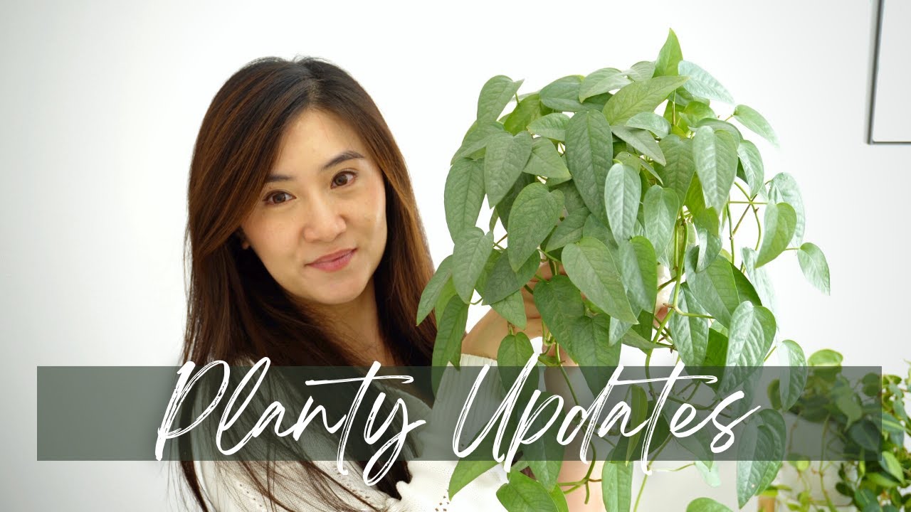 I'm Back! | Planty & Life Updates