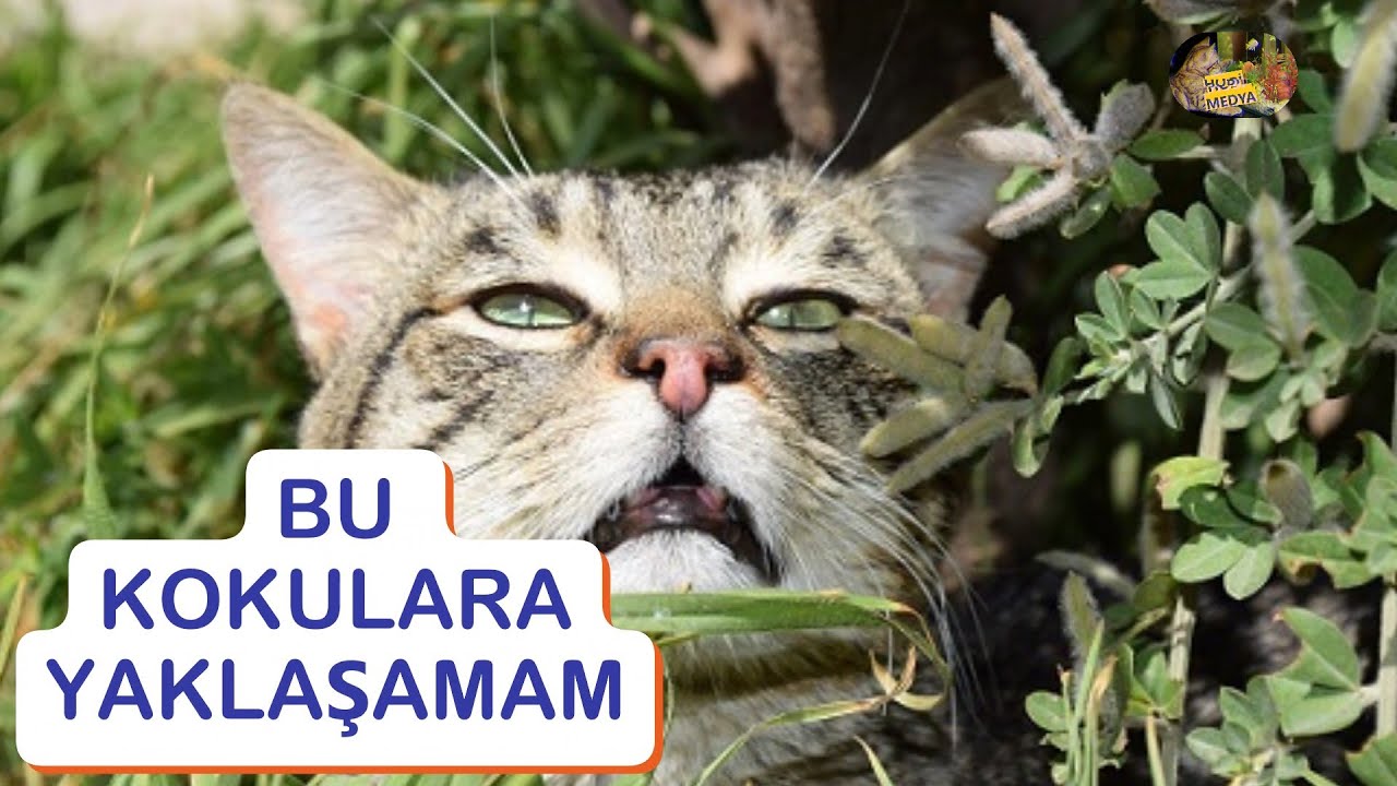Kedilerin Sevmediği Kokular