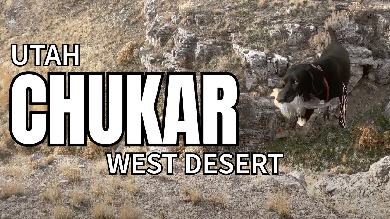 Chukar Hunting (BIG COVEY RISE!) Utah's West Desert