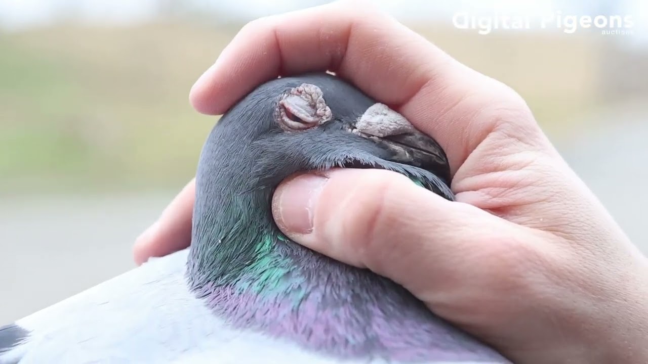IT-18774-21 - SILVESTRI LOFT - Valentine's Day Auction - DIGITAL PIGEONS AUCTIONS