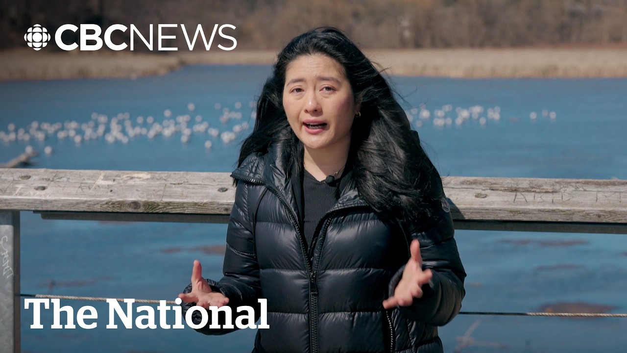 Bird flu outbreaks: 4 things to watch as birds migrate back north