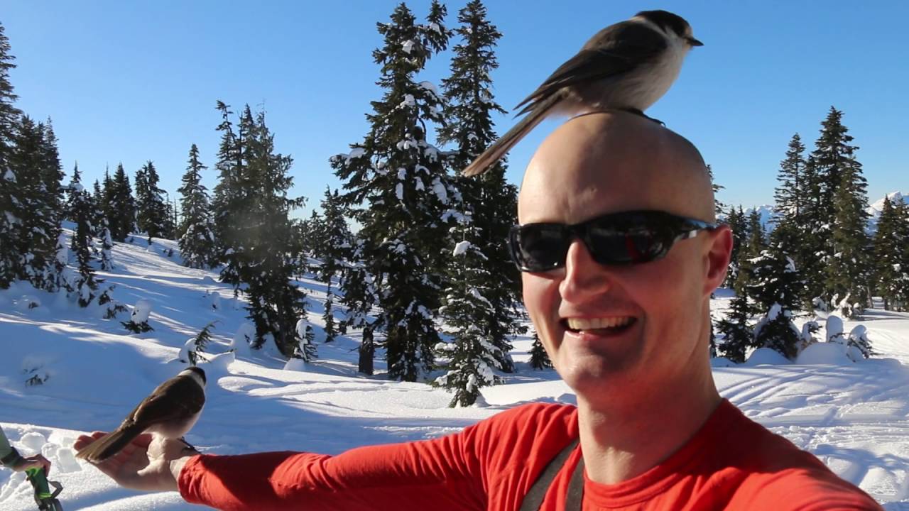 Whiskey Jacks - The Bird Whisperer - The Gray Jay Canada's National Bird