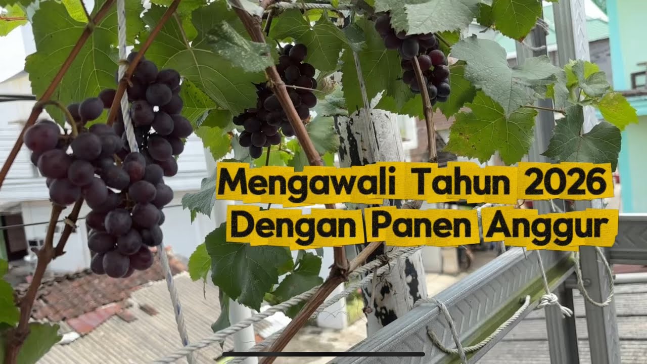 Bulan Januari 2026 Panen Anggur 