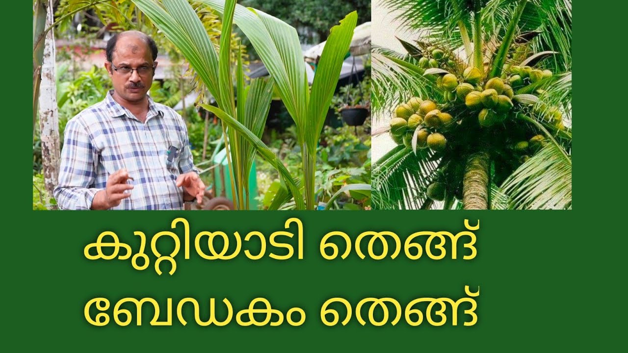 കേരളത്തിൽ കിട്ടുന്ന നല്ല ഇനം തെങ്ങിൻ തൈ ഏതാണ്