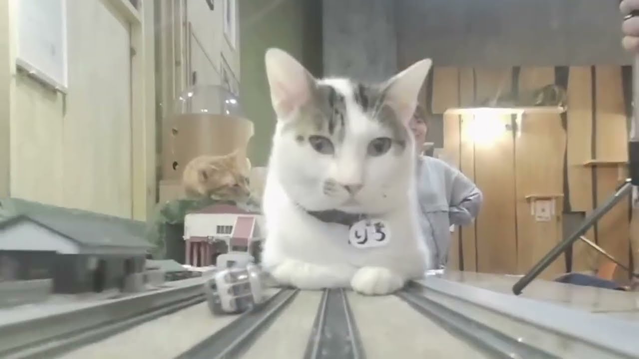 You guys are really cute. But when you saw the train, you just went along with it.