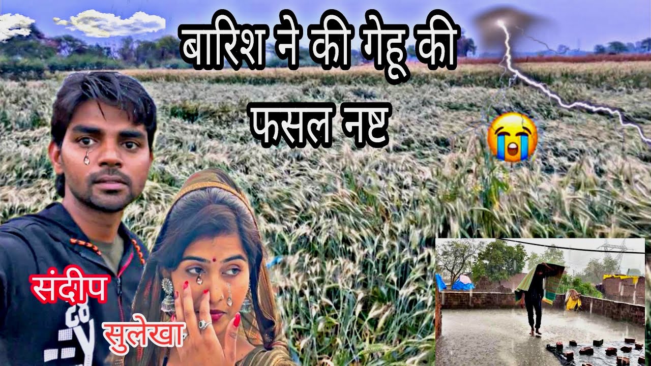तेज हवा और बारिश ने किया फसल नष्ट