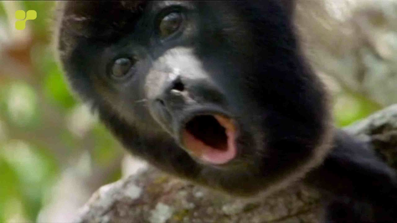 Union Jack - Gibbon  [Platipus]  *Official Video*