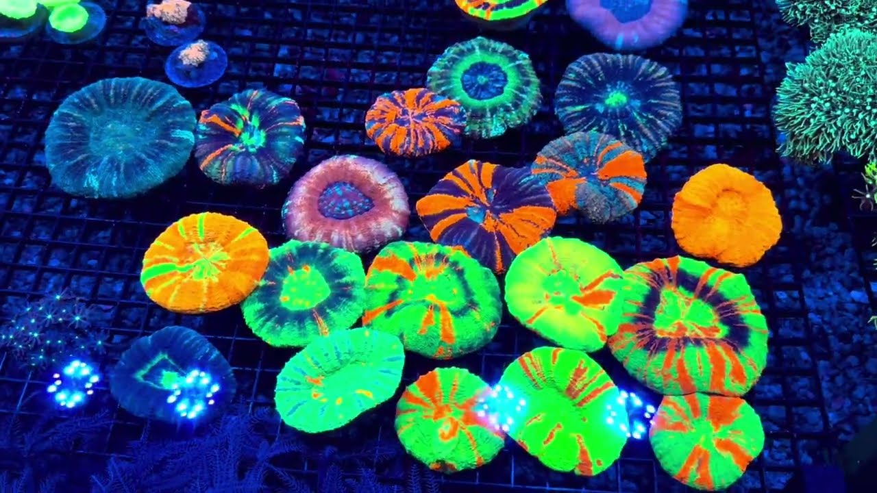 Feature Friday: Crazy, One-of-a-Kind Master Scolys, UFOs, War Paints and MORE! (01/03/25)