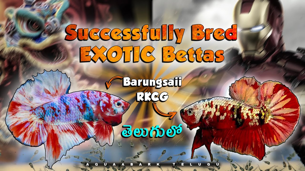 BARONGSAI & RKCG Exotic Betta Breeding Results || TELUGU || AQUAABARK