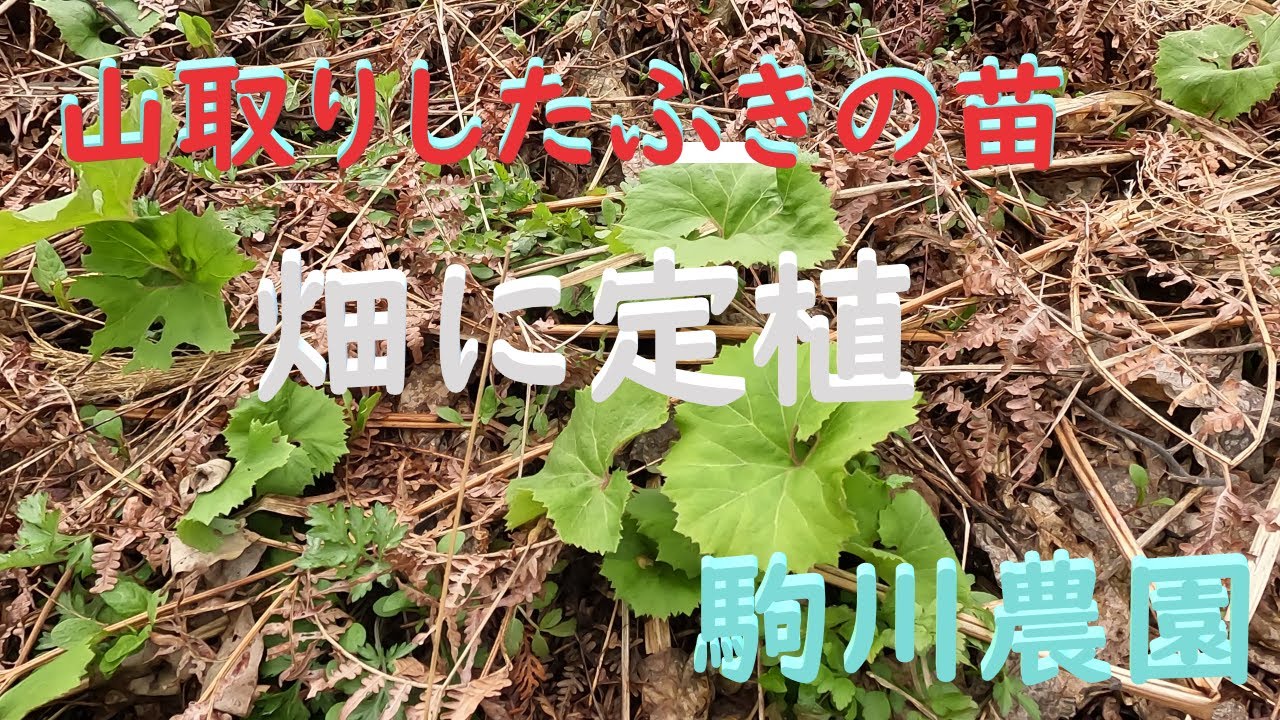 ふきの定植　山取りしたふきの定植　駒川農園　24.3.8