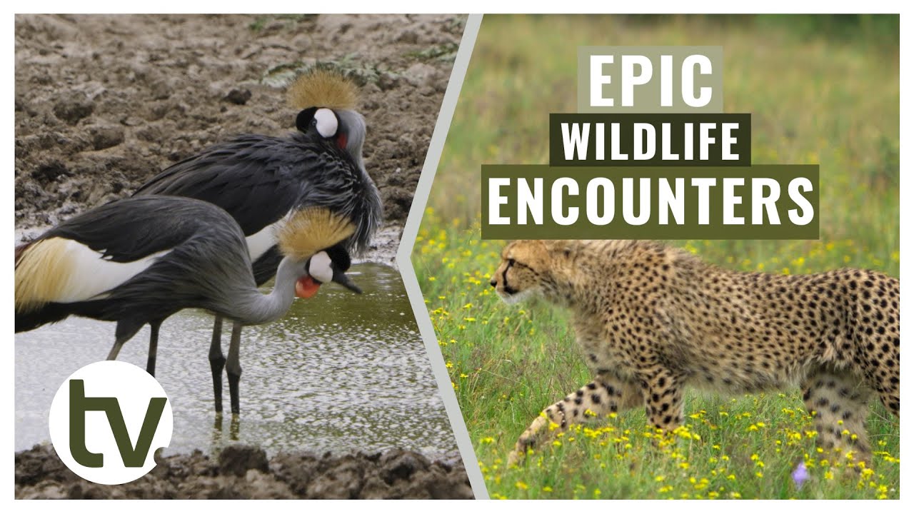Big Cat Cub Updates, Baby Antelopes, and Aquatic Birds...and an Endangered Bird Species is spotted
