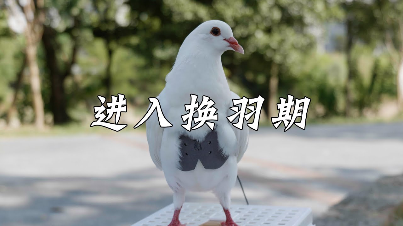 养鸽子居然也躲不开掉毛的烦恼吗？