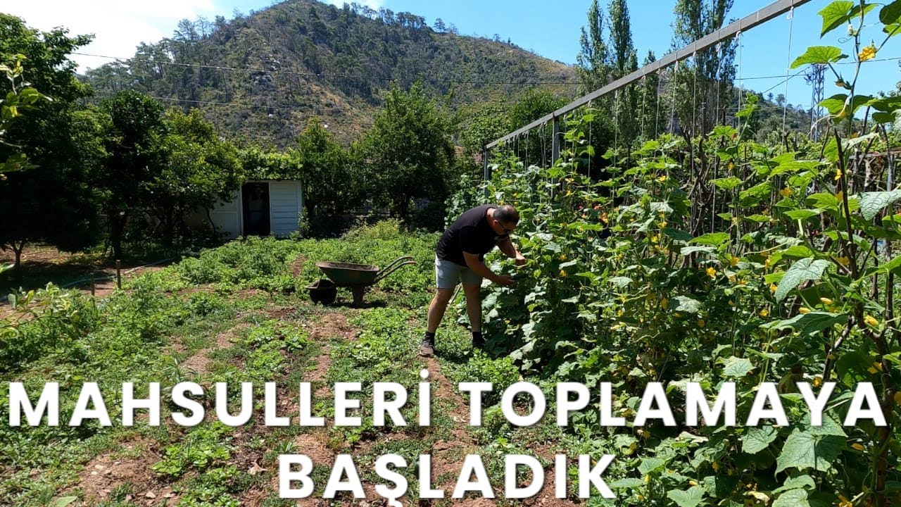 BAHÇEMİZDEN MAHSUL TOPLAMAYA BAŞLADIK.?/ ÇADIRIMIZIN ZEMİN TEMİZLİĞİNİ YAPTIK..