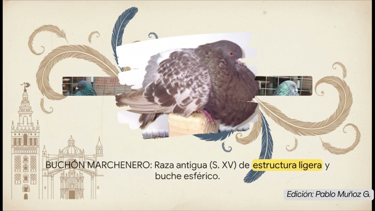 Nuestro legado, las palomas Buchonas Españolas. 