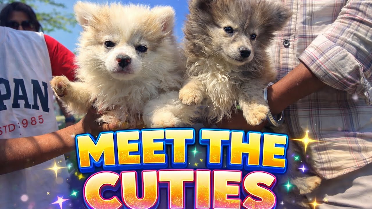 WARNING ⚠️: These Puppies Are Too Cute To Handle! 🐾
