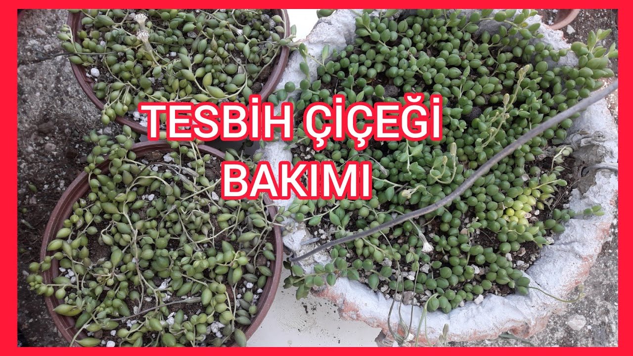 TESBİH ÇİÇEĞİ BAKIMI SAKSI DEĞİŞİMİ (senecio rowleyanus)