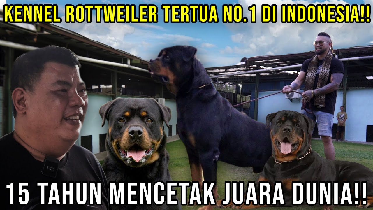 KENNEL ROTTWEILER TERTUA NO.1 INDONESIA!! 15 TAHUN MENCETAK JUARA DUNIA VON DEN BOSCH KENNEL