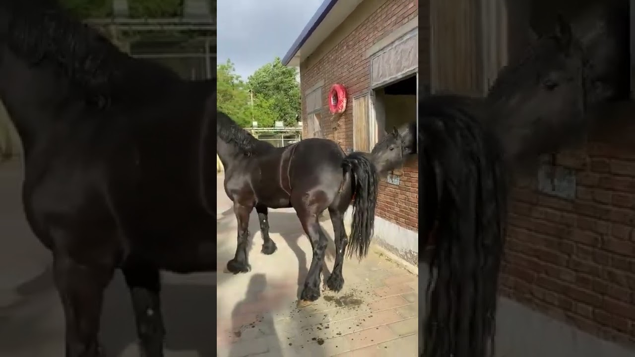 Horse Breeding season short video