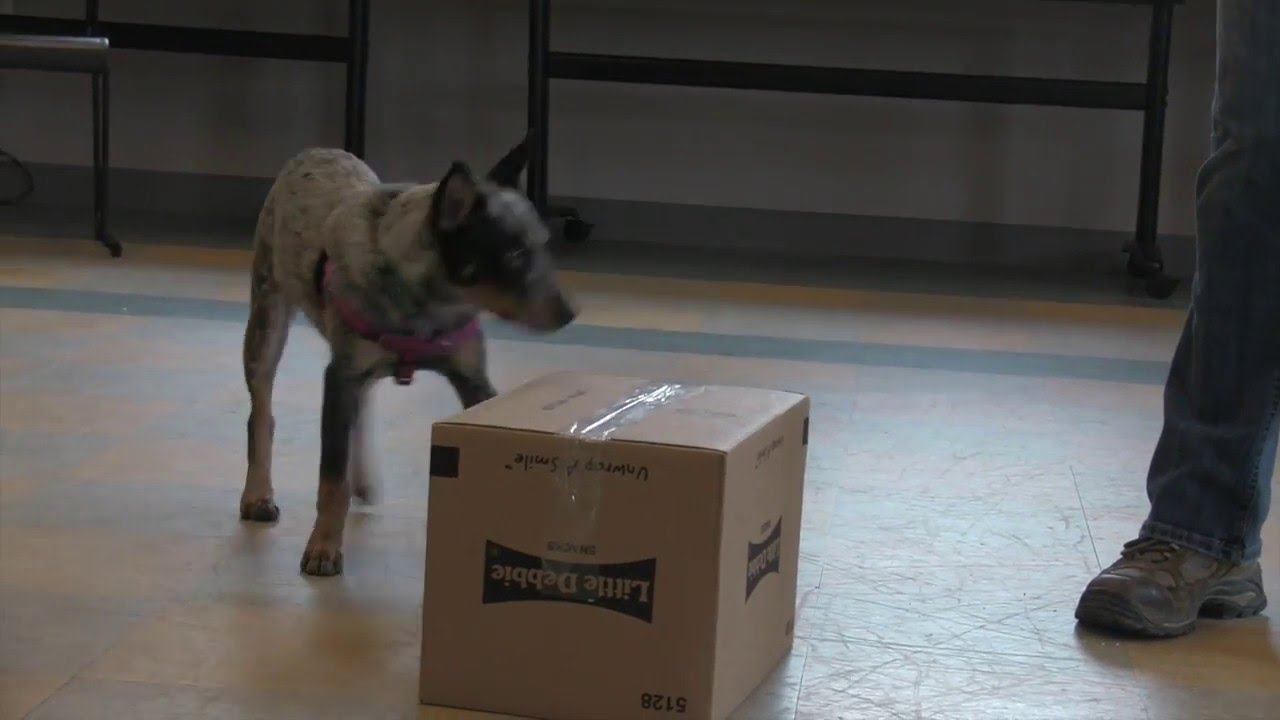 Clicker Training & Free-shaping -  An Asheville Humane Society Training Video