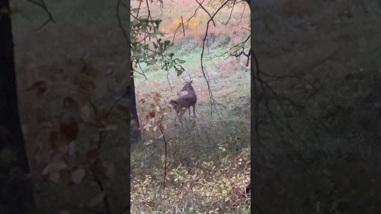 Walked up on this guy late yesterday evening with two other young bucks #thecedarridgechronicles