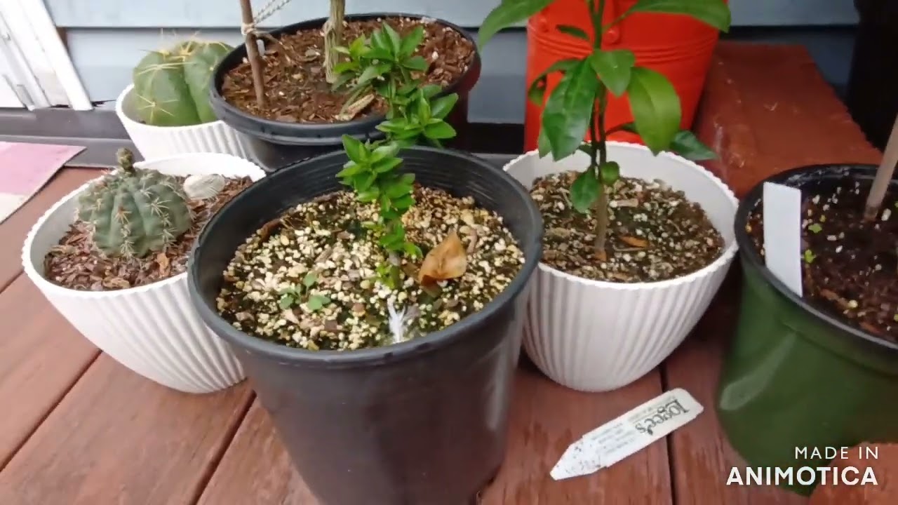Potted feijoa, yuzu, kumquats, guava, passion fruit, in zone 7a NJ