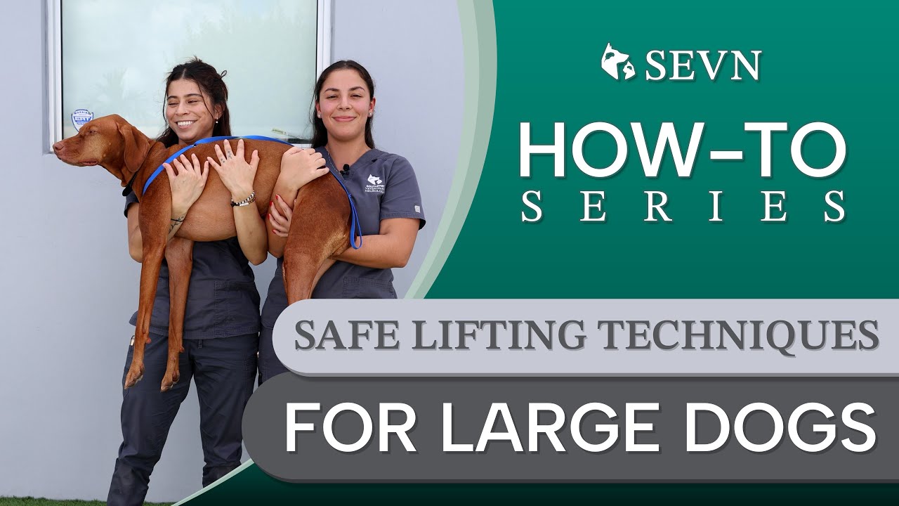Как безопасно поднимать крупных собак: советы, методы и инструменты