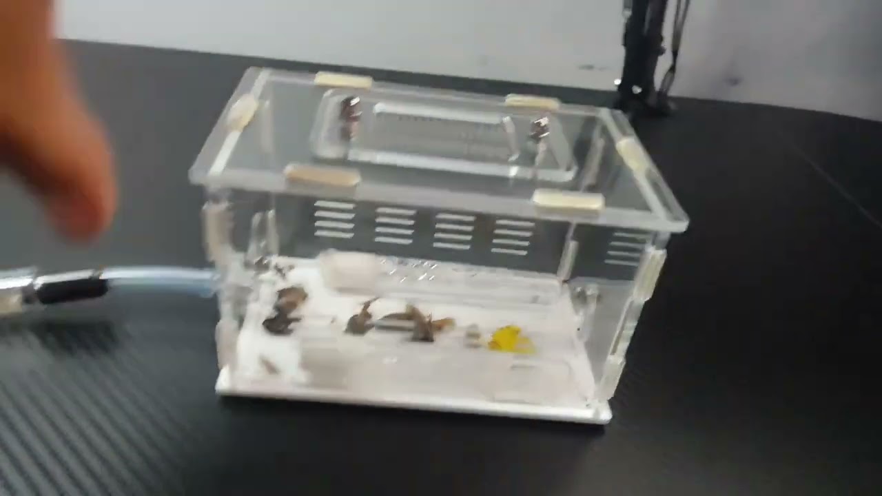 Lasius Flavus prezentacja koloni 50w