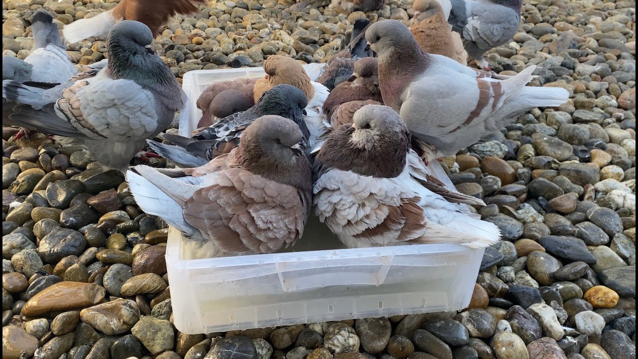 The Joy of a Winter Bath | Fancy Pigeon Breeds ⁴ᴷ
