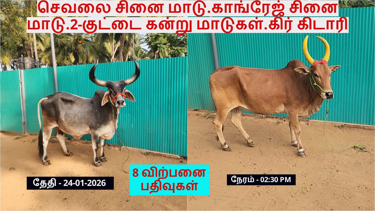 8-விற்பனை பதிவுகள்.செவலை சினை மாடு.காங்ரேஜ் சினை மாடு.2-குட்டை கன்று மாடுகள்.கிர் கிடாரி.