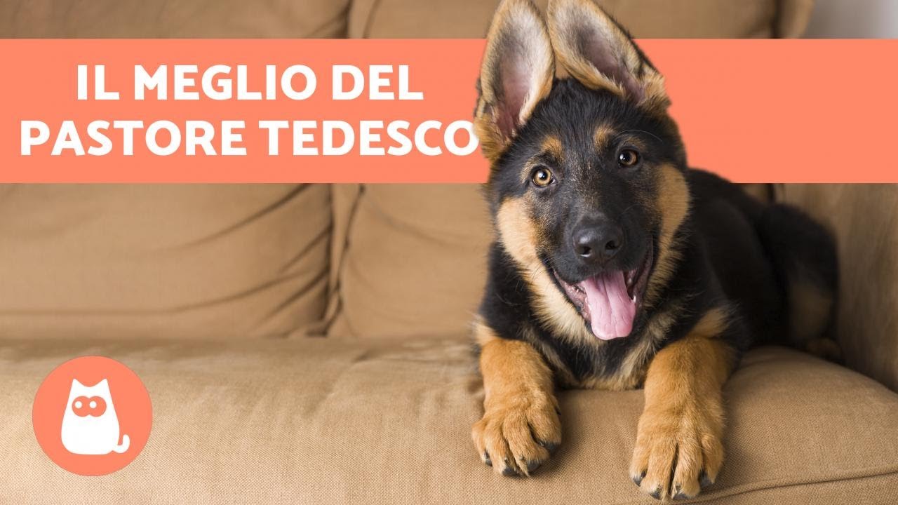 VANTAGGI di adottare un PASTORE TEDESCO 🐕❤️ (Top 6 motivi )