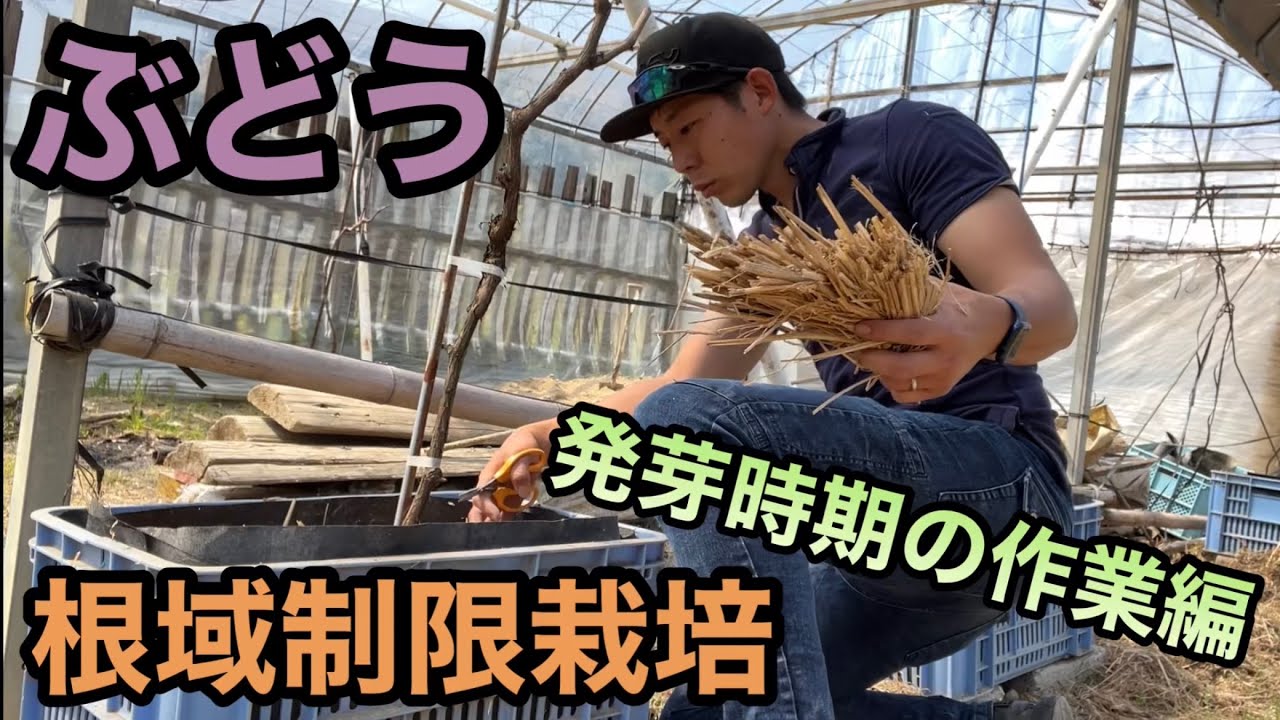 ぶどうの根域制限栽培②(発芽時期の作業編)〜定植1年目から収穫を目指す方法〜