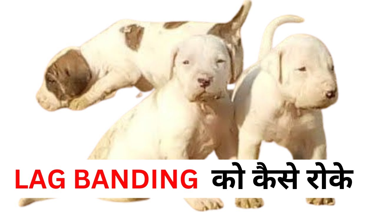 अब पैर होंगे ठीक l Solve Dog Legs Bend Problem 100% with Proof l InHindi l Bully Kutta Import Export