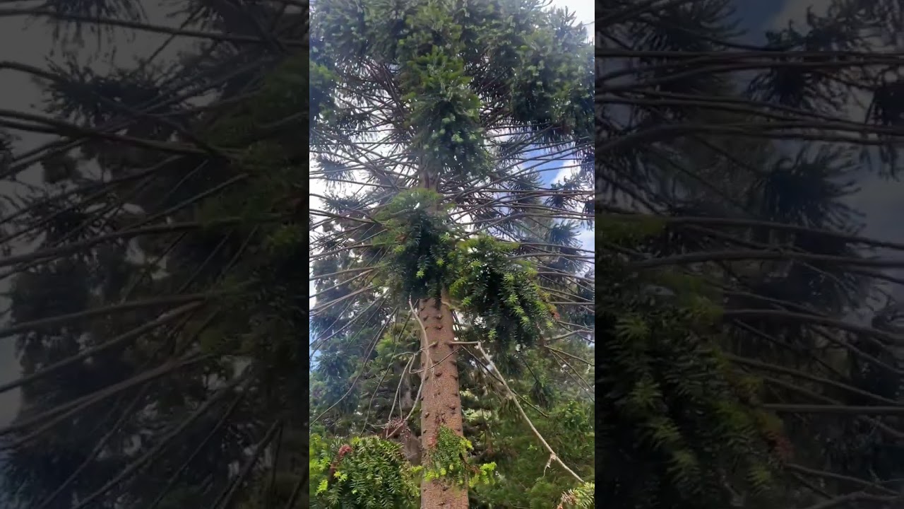 Bunya Pine