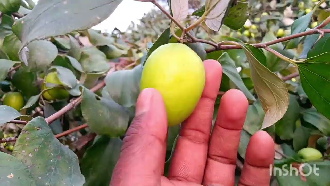 आज आप सभी को दिखाऊंगा सबसे बड़े-बड़े बेर एप्पल बेर bade bade Apple Ber 🙏🙏🙏🇮🇳