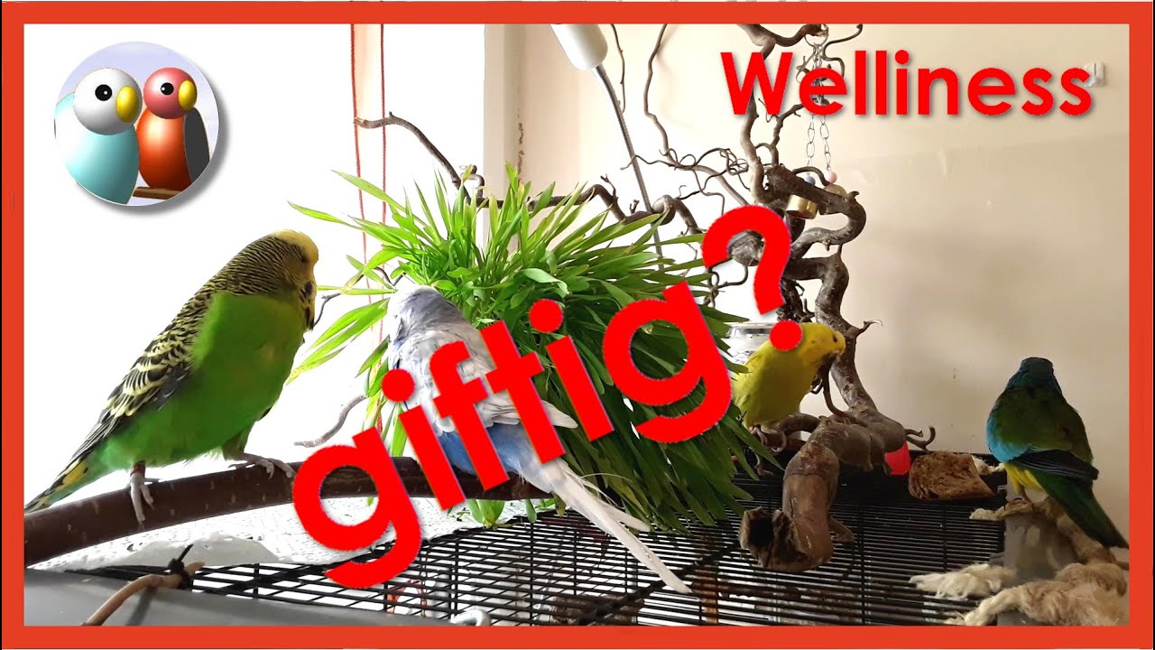 Welche Zimmerpflanzen sind für Wellensittiche und Co ungiftig? Listen und Tipps, Tutorial  35/145