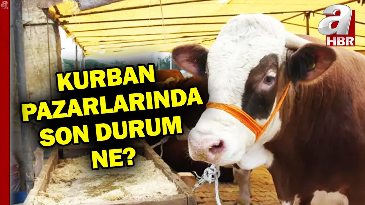 Kurban Bayramı sayılı günler kaldı! Peki kurban pazarlarında son durum ne? | A Haber